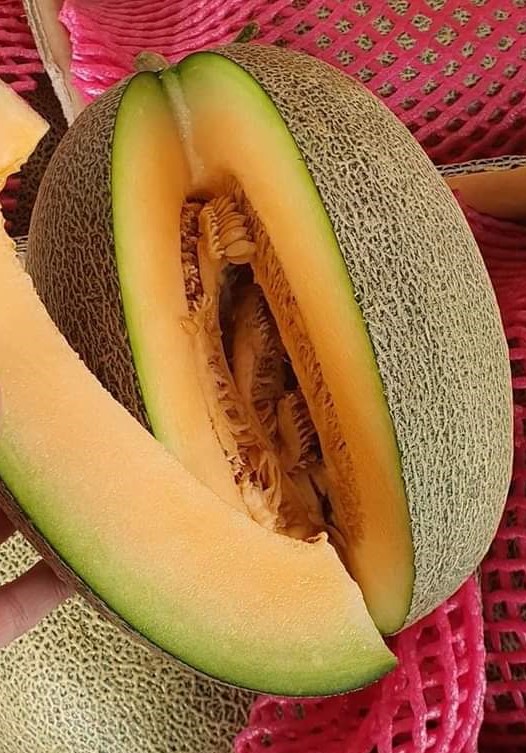 Hami Melon